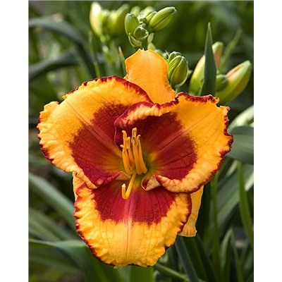 Корни (саженцы) Лилейник Энди Кэнди, фасовка: 1 саженец, арт.: 74672