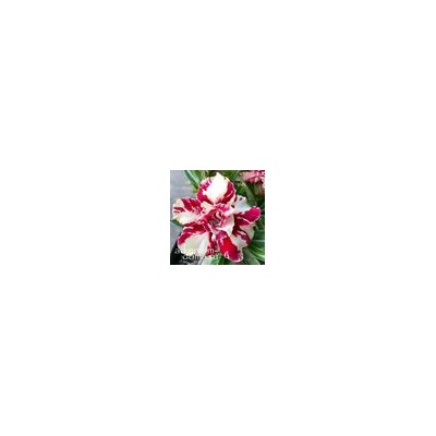 Adenium Obesum Double Flower HUA FEI MUTATION