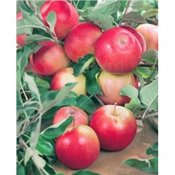 Саженцы Яблоня Уралец, арт.: 73054