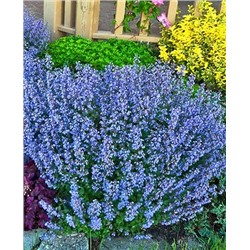 Корни (саженцы) Котовник фассена Лайт Блю, арт.: 69753