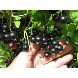 Смородина черная Селечинская-2