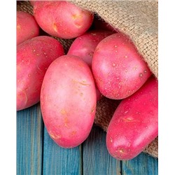 Семенной Картофель Фламинго, арт.: 69509