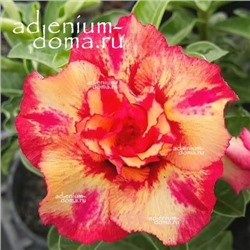 Adenium Obesum Double Flower JULIUS CAESAR
