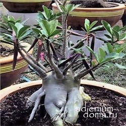 Adenium Arabicum Dwarf BLACK PNW