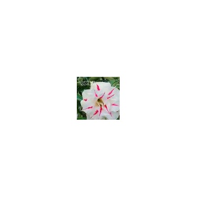 Adenium Obesum Double Flower NEW-98
