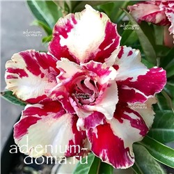 Adenium Obesum Double Flower HUA FEI MUTATION