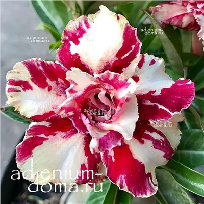 Adenium Obesum Double Flower HUA FEI MUTATION