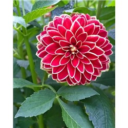 Клубни Георгин декоративный Максим, арт.: 74609