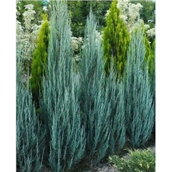 Саженцы Можжевельник скальный Блю Эрроу, арт.: 70033