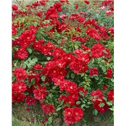 Саженцы Роза почвопокровная Ред фейри, арт.: 73284