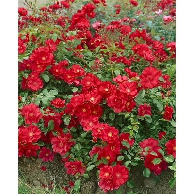 Саженцы Роза почвопокровная Ред фейри, арт.: 73284