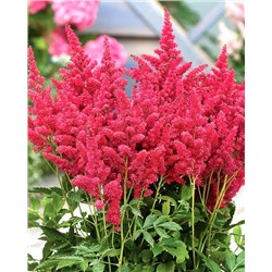 Саженцы Астильба Файерберри, арт.: 74696