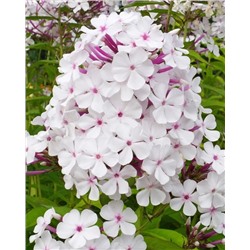 Саженцы Флокс метельчатый Нирвана, арт.: 74687