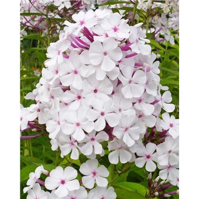 Саженцы Флокс метельчатый Нирвана, арт.: 74687