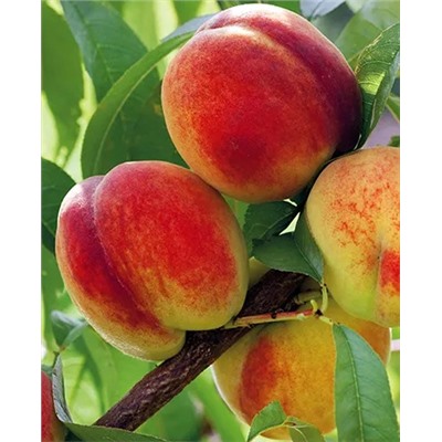 Саженцы Персик Ред хевен, арт.: 20352