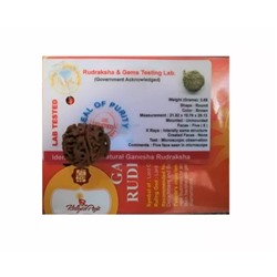 Ганеша Рудракша сертифицированная (5 мукхи), 5 Mukhi Certified Ganesha Rukdrasha (Nepal), произв. Kalyan Puja