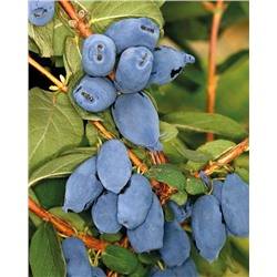 Саженцы Жимолость Бореал бист, арт.: 20206