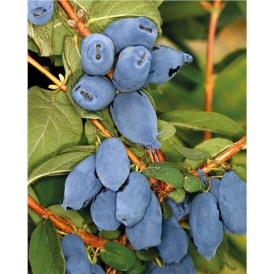 Саженцы Жимолость Бореал бист, арт.: 20206