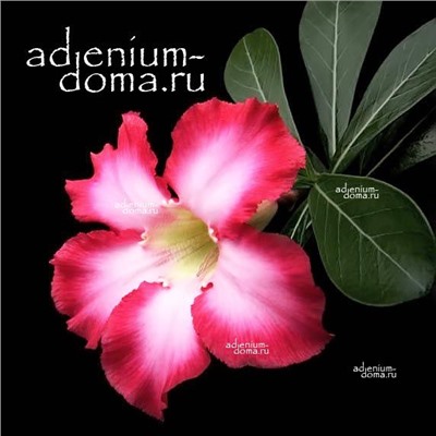 Adenium Obesum Desert Rose PINK