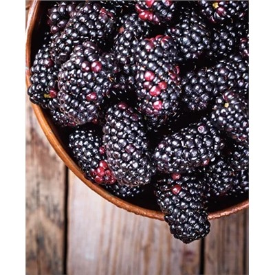 Саженцы Ежевика Блэк Джем, арт.: 69395