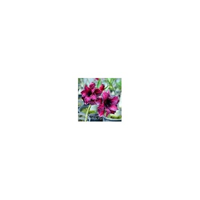 Adenium Obesum Double Flower EMMA