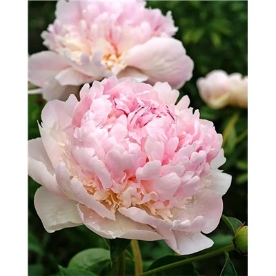 Пион Энджел Чикс, арт.: 74680