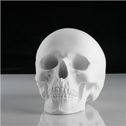 Гипсовая фигура анатомическая: «‎ЧЕРЕП анатомический», 14.5×22×16.5 см
