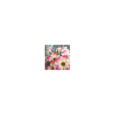 Adenium Obesum Desert Rose DAME