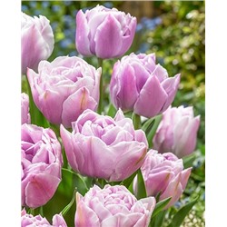 Луковицы Тюльпан махровый поздний Катинка, арт.: 73204