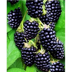 Саженцы Ежевика Гай, арт.: 69193