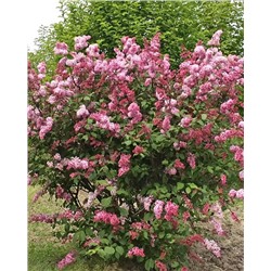 Саженцы Сирень Прэстона Мисс Канада, арт.: 74880