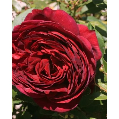 Саженцы Роза шрабовая Графиня Астрид фон Харденберг, арт.: 74986