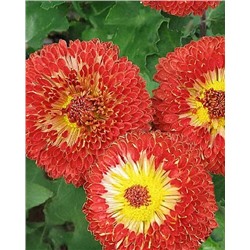 Саженцы Хризантема корейская Шенон, арт.: 74693