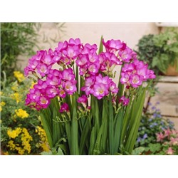 Фрезия махровая розовая "Freesia Pink" 10шт