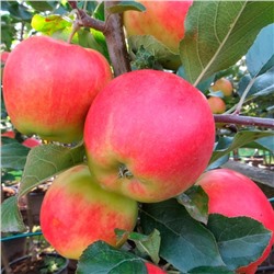 Яблоня Ковровое, арт.: 75113