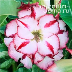 Adenium Obesum Double Flower NEW-73