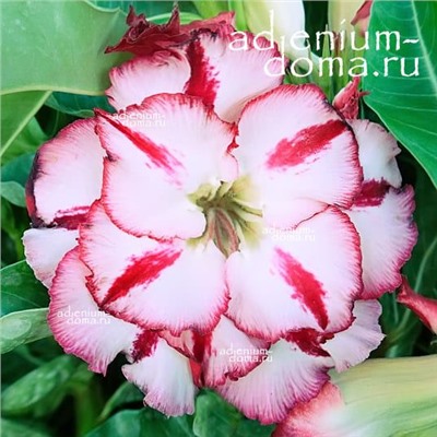 Adenium Obesum Double Flower NEW-73