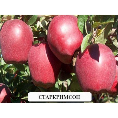 Яблоня Старкримсон