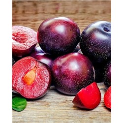 Саженцы Шарафуга Вельвет Санрайз, арт.: 73188