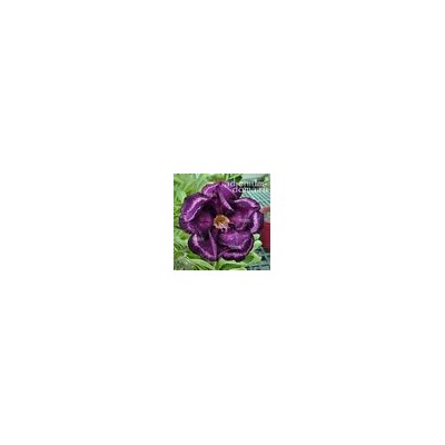 Adenium Obesum Double Flower NEW-154