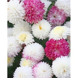 Саженцы Хризантема корейская Умка, арт.: 73251