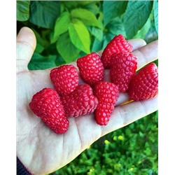 Саженцы Саженцы Малина Патриция, арт.: 69477