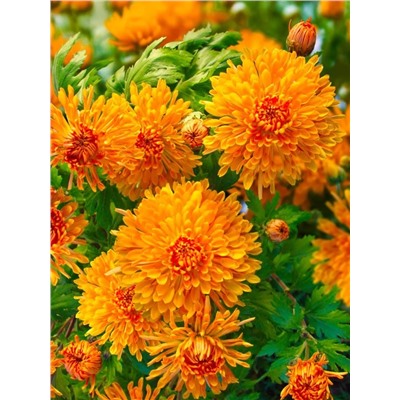 Саженцы Хризантема Осенний калейдоскоп, арт.: 14315