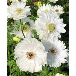 Луковицы Ветреница (анемона) Эверест, арт.: 14145