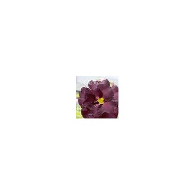Adenium Obesum Double Flower NEW-96