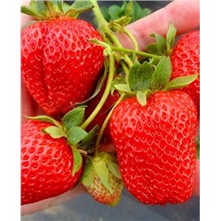 Саженцы Клубники (Земляники) садовой Мальга, арт.: 69473