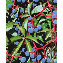 Саженцы Виноград Девичий, арт.: 8512