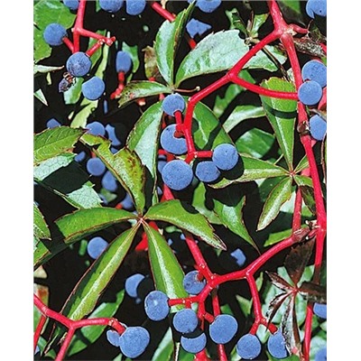 Саженцы Виноград Девичий, арт.: 8512