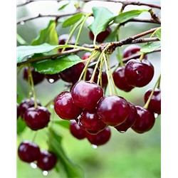 Саженцы Вишня Загарушка, арт.: 70273