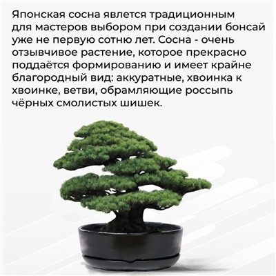 Набор д/создания бонсай "Сад Радости", "Сосна японская"
